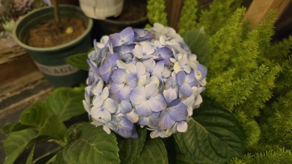 Hydrangea colors express different messages in love. Photo: Tuan Dat