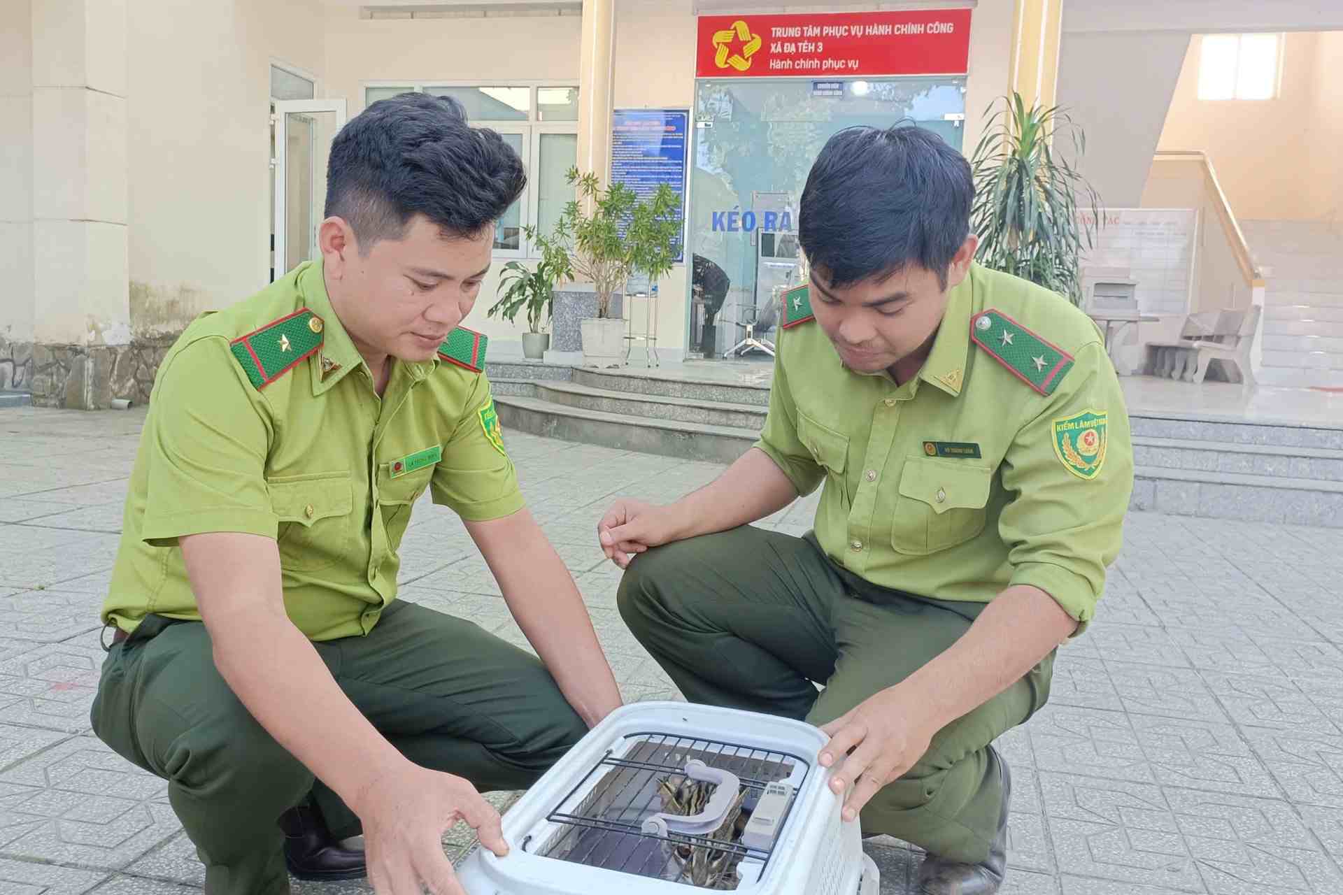 Lực lượng chức năng tiếp nhận cá thể mèo rừng quý hiếm để cứu hộ, tái thả về tự nhiên. Ảnh: Phúc Khánh 