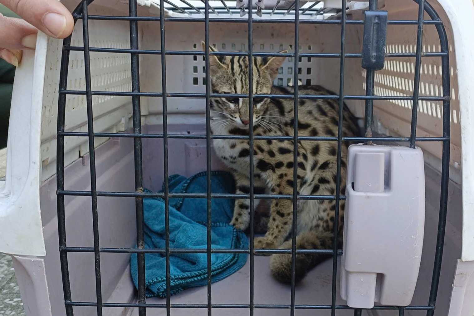 Rare wild cat individual rescued and cared for by Cat Tien National Park. Photo: Phuc Khanh