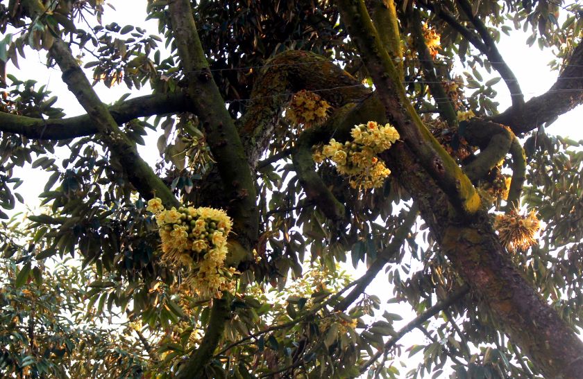 Sầu riêng trổ bông từ kỹ thuật điều khiển cho trái nghịch vụ. Ảnh: Thanh Mai