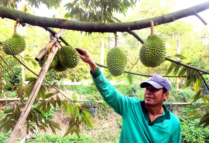 Mr. Phan Van Nhiem next to a branch of durian for off-season fruit. Photo: Thanh Mai