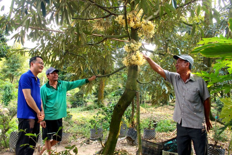 Ông Hồ Bá Hùng (phải ảnh) bên cây sầu riêng được điều khiển cho trái nghịch vụ. Ảnh: Thanh Mai