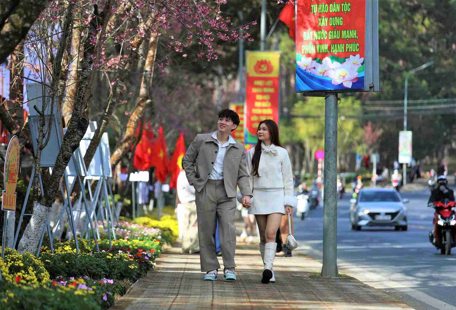 Trong tiết trời lạnh của Đà Lạt nhưng có nắng ấm từ 8 - 16h, mai anh đào trên nhiều tuyến đường trung tâm Đà Lạt đã bung nở thu hút hàng ngàn người dân, du khách tới vui chơi, chụp ảnh lưu niệm. Ảnh: Phúc Khánh