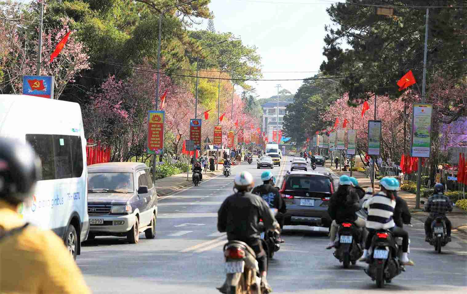 Tuyến đường Hùng Vương (Đà Lạt) dài 1,7km bừng lên sắc hồng hoa mai anh đào đang nở rộ. Ảnh: Phúc Khánh