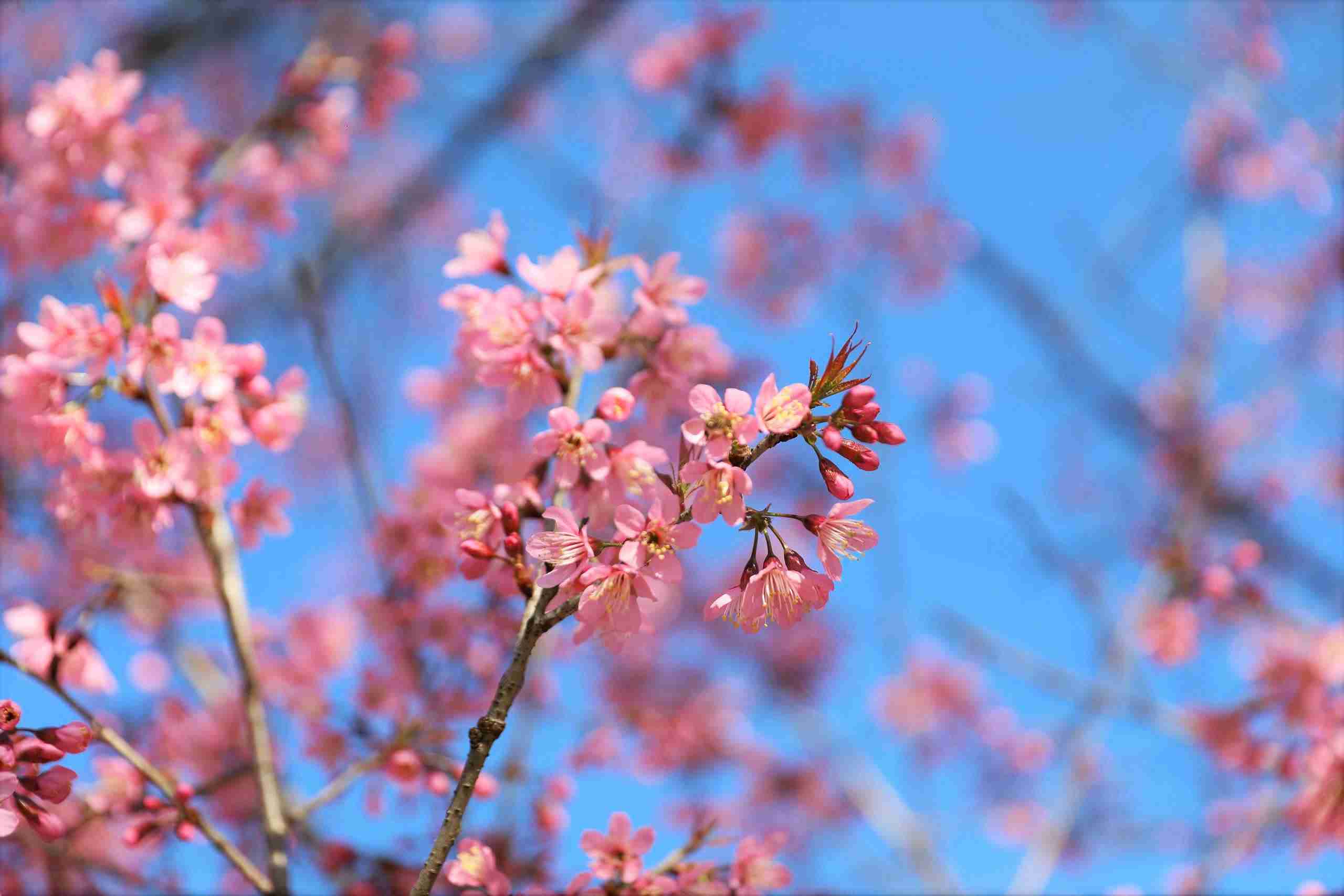 Cứ mỗi dịp Tết đến Xuân về, mai anh đào lại bung nở khắp phố phường Đà Lạt, tô thêm vẻ đẹp thơ mộng của vùng đất ngàn hoa của Lâm Đồng. Ảnh: Phúc Khánh