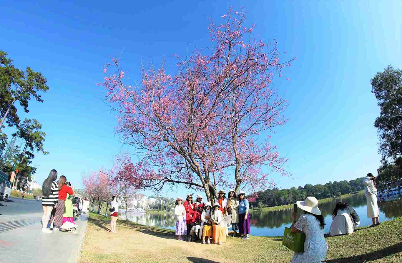 Đông đảo người dân, du khách tham quan, chụp hình bên những cây mai anh đào đang bung nở nhuộm sắc hồng khu vực hồ Xuân Hương. Ảnh: Phúc Khánh
