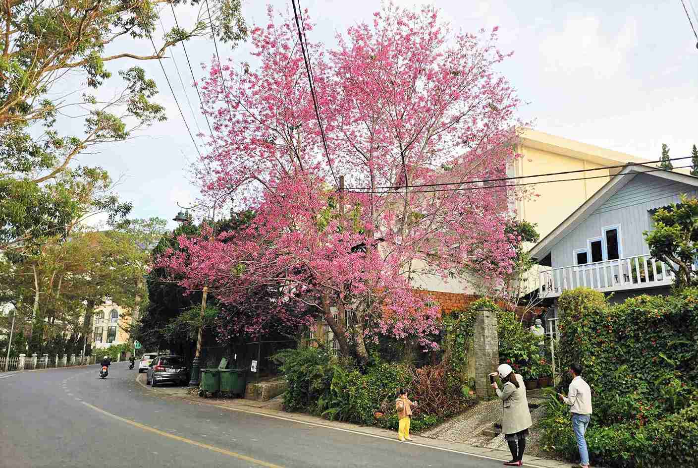 Mùa này, đối với người dân Đà Lạt, khi bước ra đầu ngõ sẽ được đắm say trong sắc hồng thơ mộng của hoa mai anh đào. Ảnh: Phúc Khánh