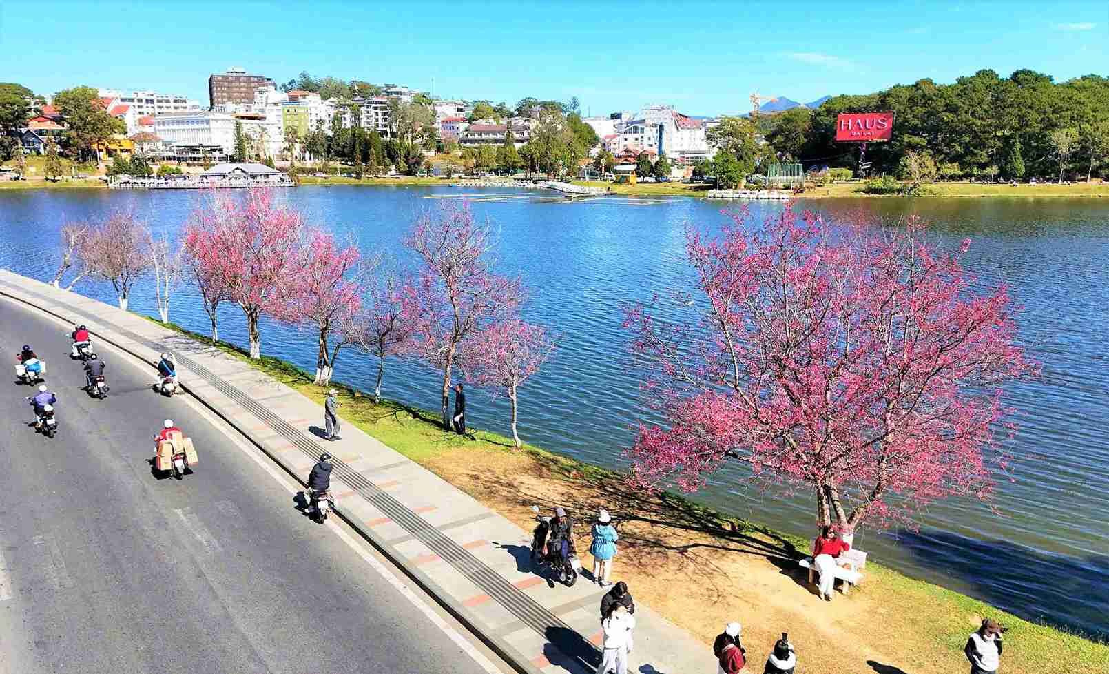 Las flores de cerezo en flor están floreciendo en la zona del lago Xuan Huong (Da Lat) a finales de enero cuando se celebra el Festival de los cerezos en flor de Da Lat 2026. Foto: Phuc Khanh