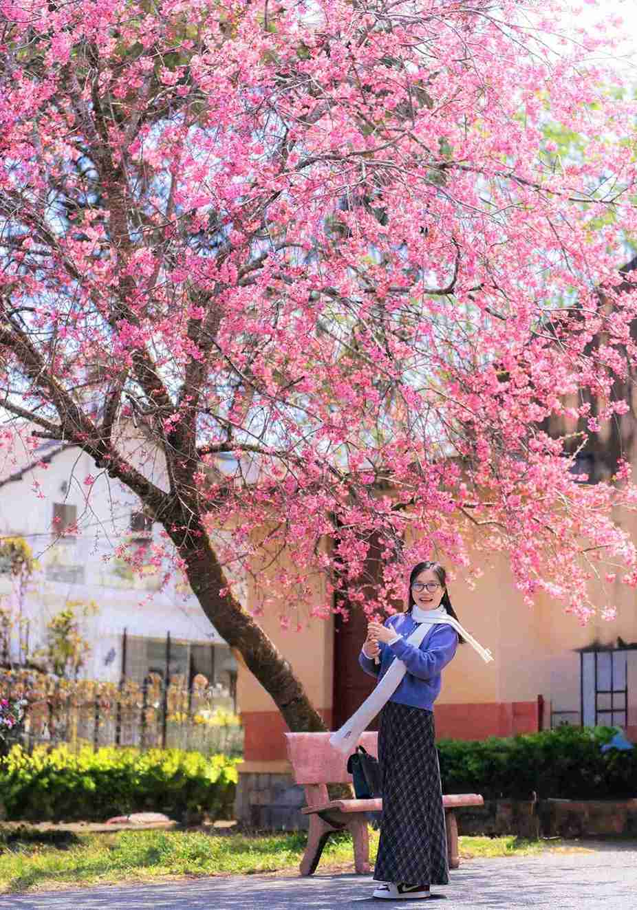 Dưới gốc mai anh đào bung nở phủ sắc hồng đã tô điểm thêm vẻ đẹp dịu dàng cho nữ du khách khi đến Đà Lạt vào mùa này. Ảnh: Phúc Khánh