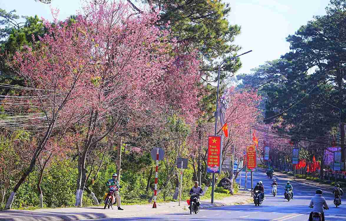 Những ngày cuối tháng 1, dọc các tuyến đường Trần Hưng Đạo, Hùng Vương, Quang Trung, quanh hồ Xuân Hương... những hàng mai anh đào vươn mình bung nở khoe sắc trong nắng sớm. Ảnh: Phúc Khánh