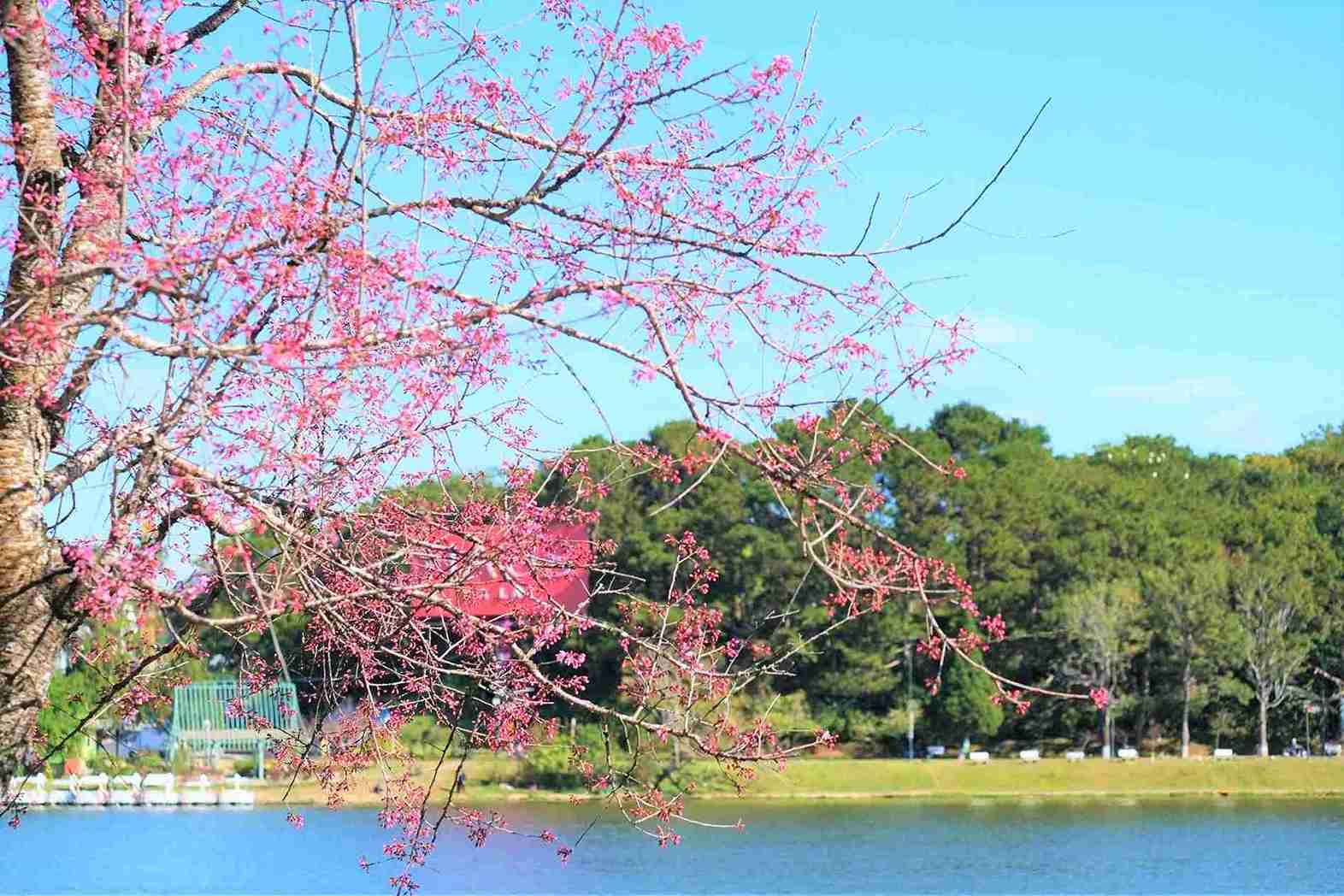 Bầu trời trong xanh của Đà Lạt cùng nước hồ Xuân Hương trong xanh, xe lẫn sắc hồng của hoa mai anh đào đã vẽ nên một khung cảnh đặc sắc, thơ mộng. Ảnh: Phúc Khánh