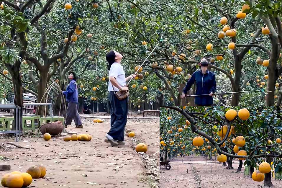 Dien grapefruit garden 30 years old in the heart of Hanoi during Tet