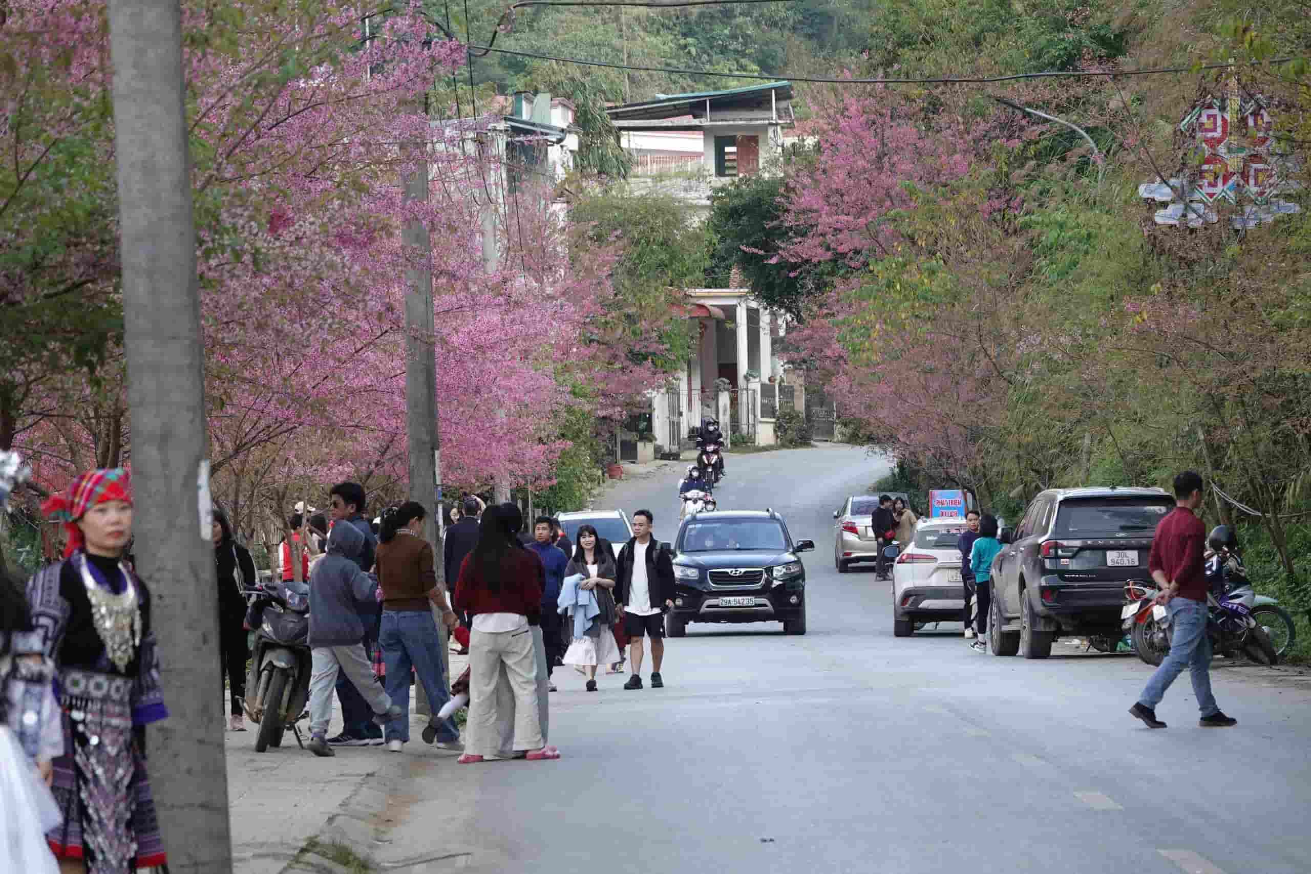 Sang som 3.1, nhieu du khach da nuom nuop den check-in, ngam hoa To Day. Anh: Van Duc