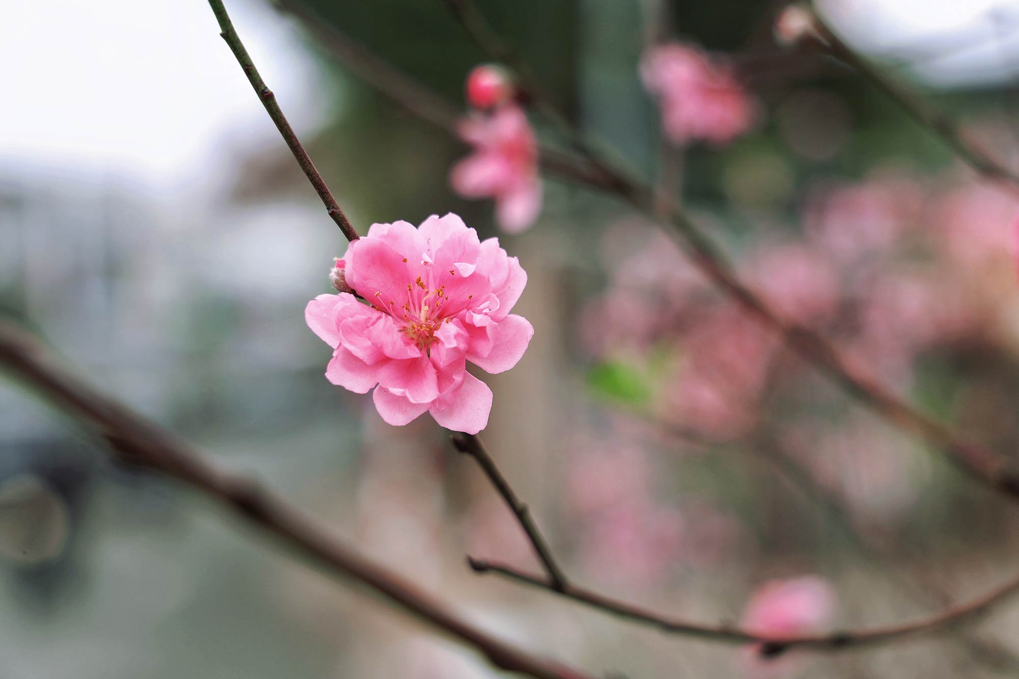 新年の最初の日に花を飾ることは、生活空間を美しくするだけでなく、富への願いを込めます。写真:ベト・アイン