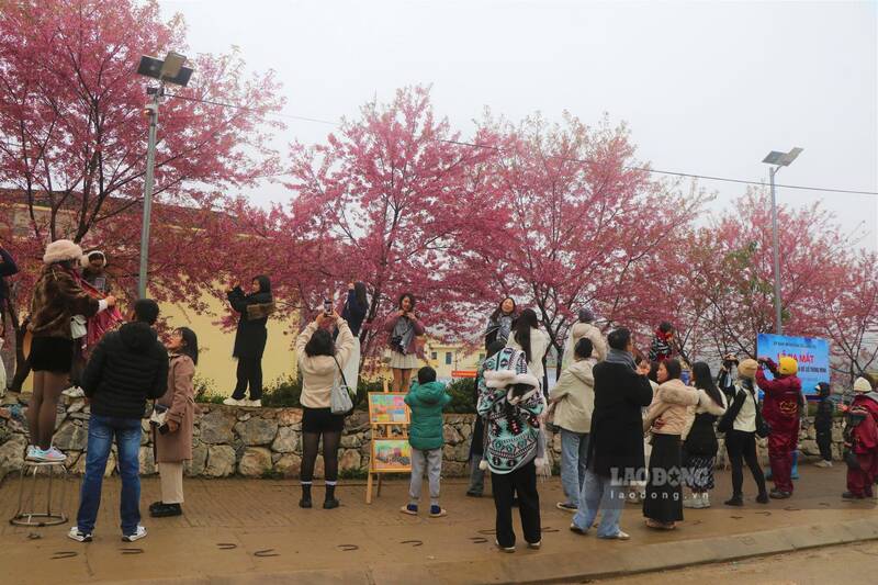 Du khach thich thu luu giu nhung anh ki niem ben hoa mai anh dao. Anh: Viet Anh