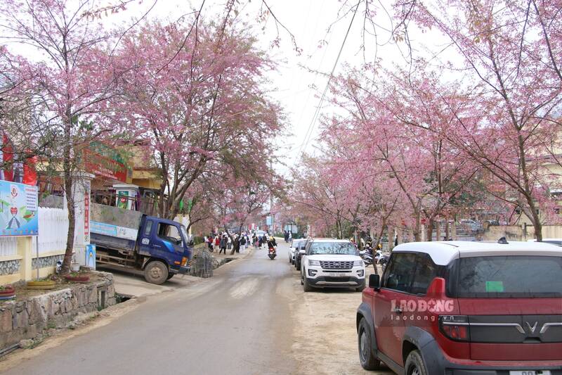 Nhung cung duong rop bong hoa. Anh: Nguyen Tung