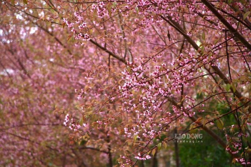 Sac hoa phu kin cac cung duong. Anh: Nguyen Tung