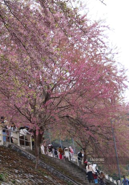 Ve dep mai anh dao noi bien cuong. Anh: Nguyen Tung