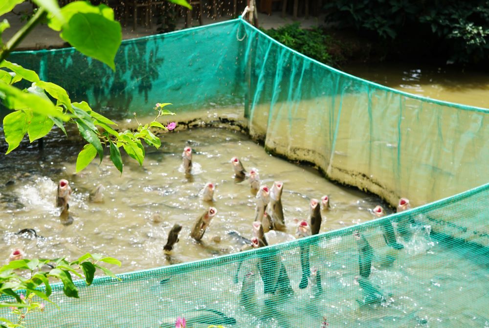 Ca loc bay tai Con Son, Can Tho. Anh: Han Lam.