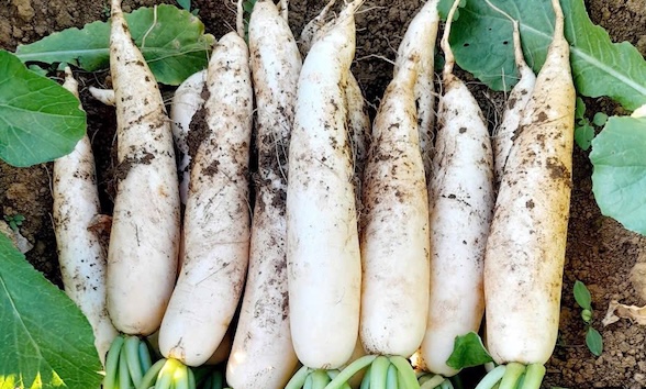 When processed properly, white radish will be beneficial for the lungs in cold weather. Photo: Kieu Vu