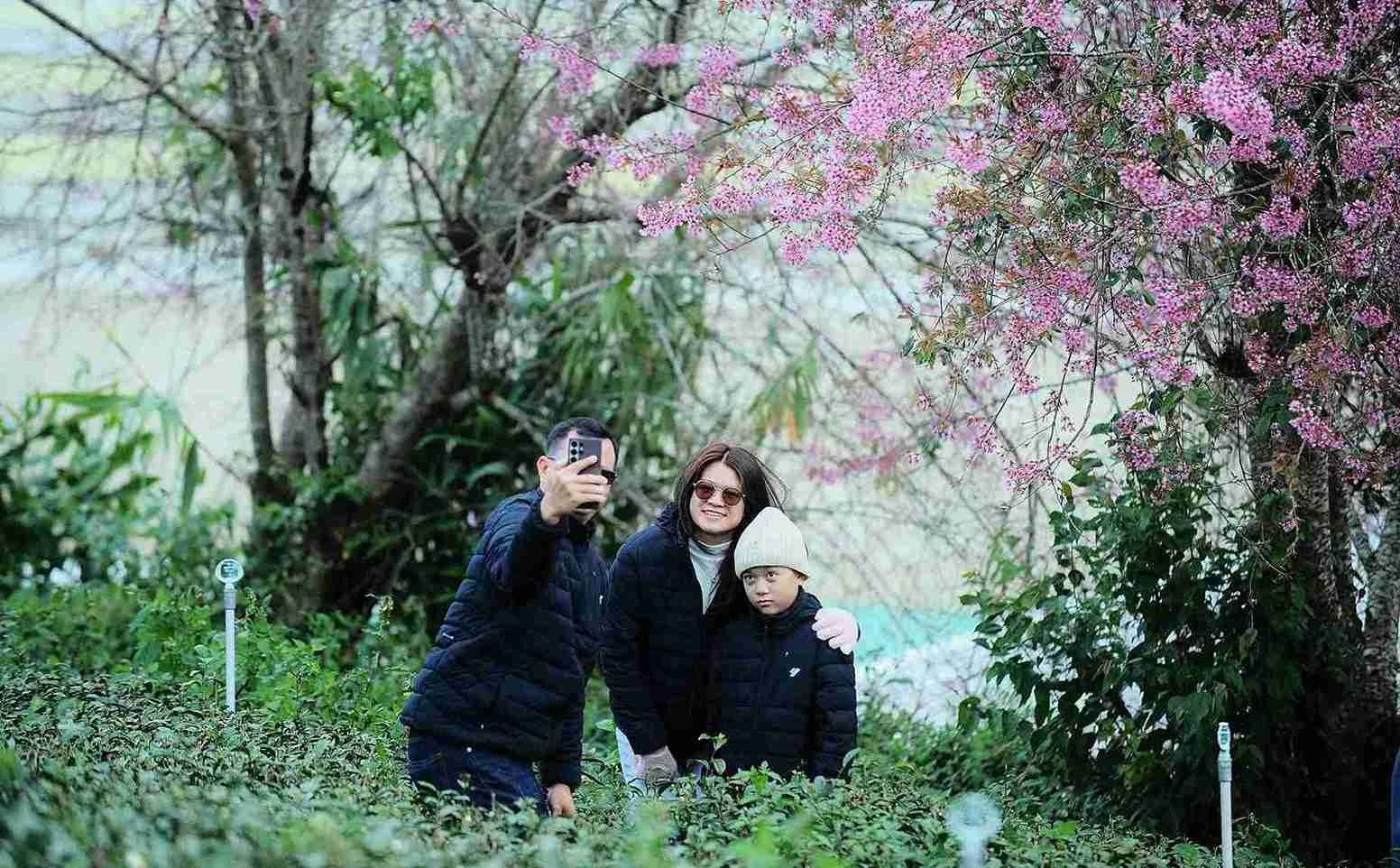 Du khach den tham gia, chup hinh ben hoa anh dao dang no ro tai doi che Cau Dat. Anh: Phuc Khanh 