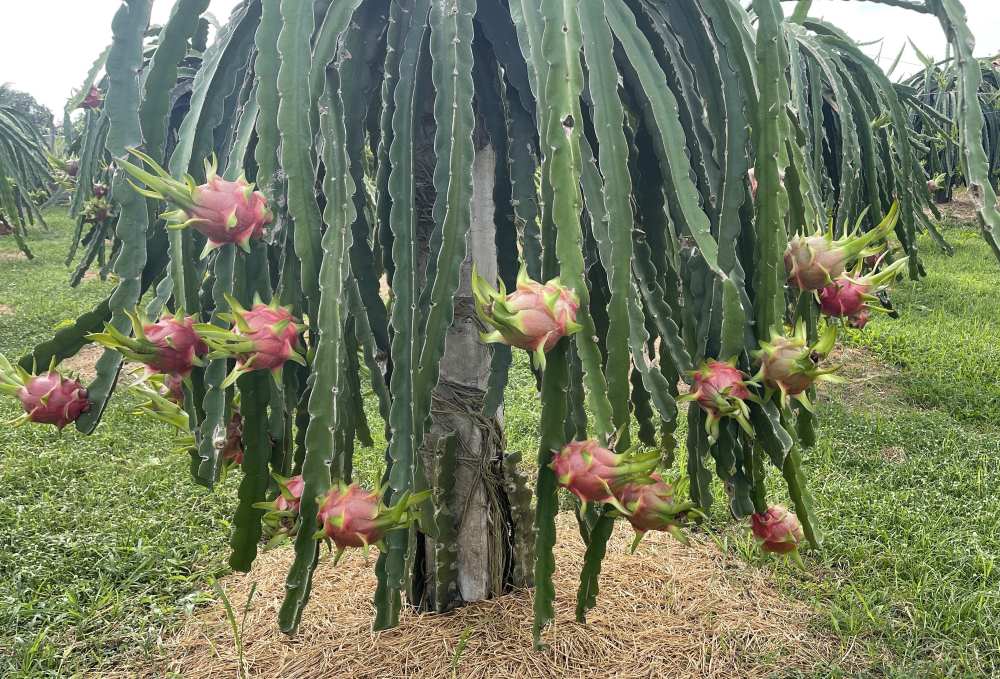 Thanh long ra trai chin. Anh: Duy Tuan