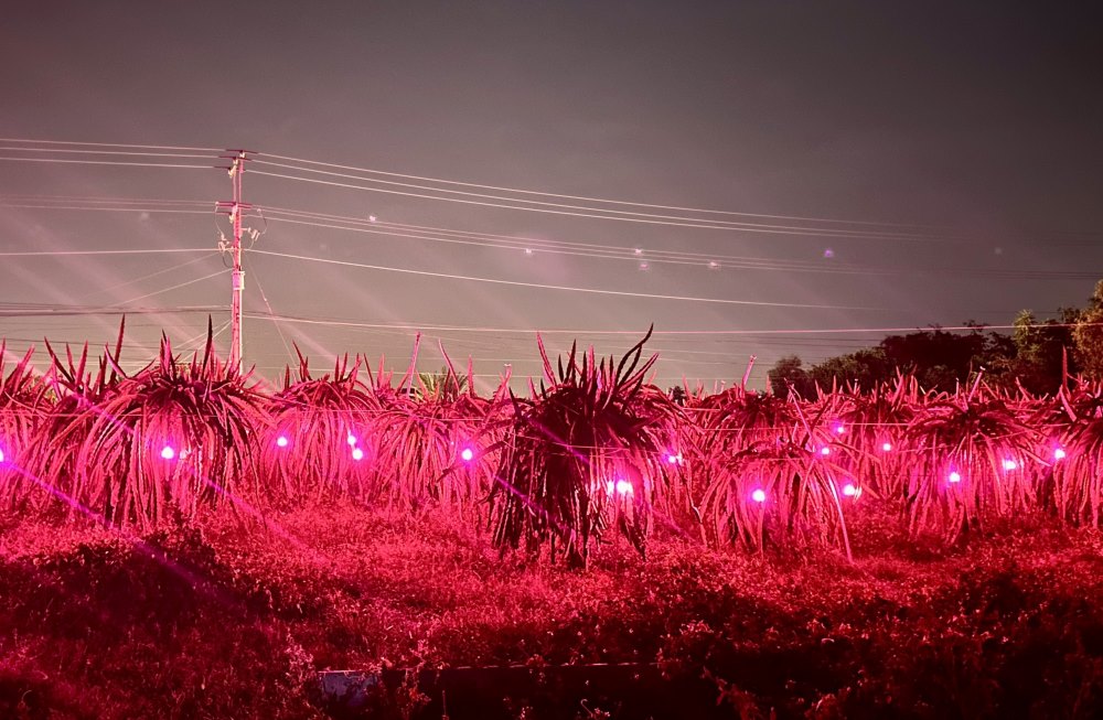 Chong den cho thanh long vao ban dem. Anh: Duy Tuan