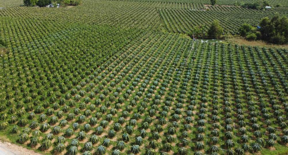 Mot vuon thanh long o Lam Dong. Anh: Duy Tuan