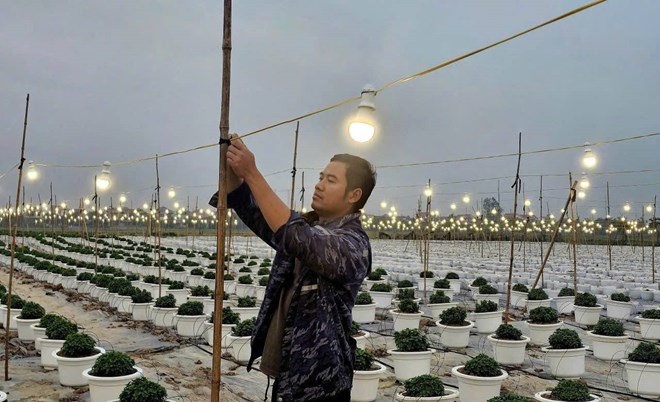 Cánh đồng hoa ở Ninh Bình sáng rực thâu đêm để kịp phục vụ Tết