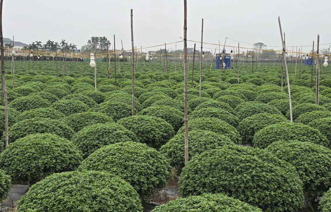 Nhung chau cuc mam xoi dang duoc cham soc ky luong de kip phuc vu cho thi truong Tet Nguyen dan Binh Ngo 2026. Anh: Dieu Anh