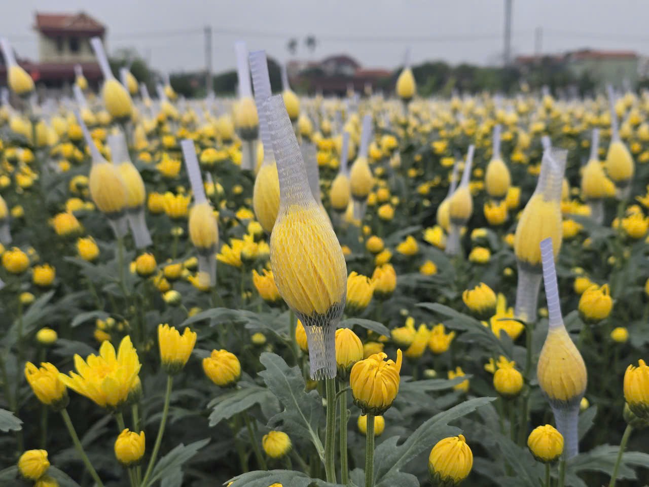 Nhung luong hao cuc no som dang duoc nguoi dan thu hoach. Anh: Dieu Anh