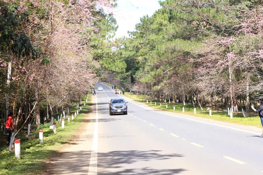 It is expected that in the middle of next week, cherry blossoms on the roads in Mang Den will bloom profusely. Photo: Vien Nguyen