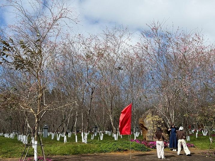 Hoa anh dao tai Quang truong trung tam thi tran Mang Den chi moi chom no. Du kien vao giua tuan toi hoa se bung no. Anh: Vien Nguyen
