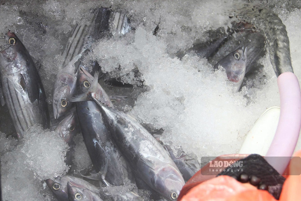 Ngu dan khui ham, ra dong ca ngu. Anh: Hoai Phuong