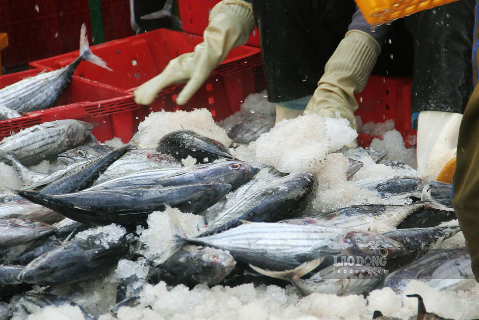Nhung ket ca ngu cap cang duoc ngu dan bao quan “tuoi roi”