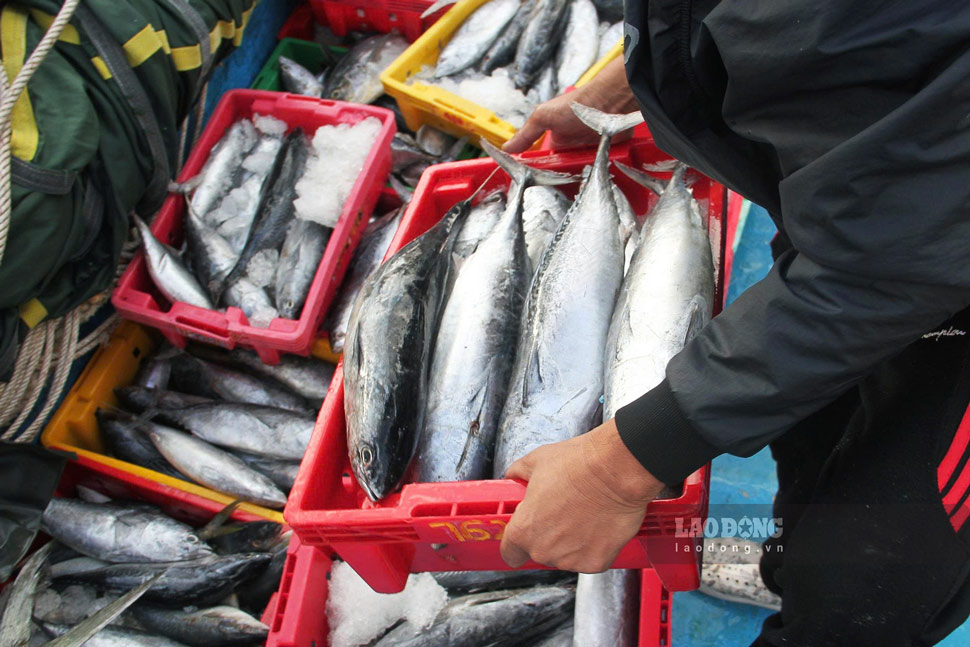 새해 첫날 뀌년 어항(잘라이)에 도착한 무거운 참치 상자. 사진: 호아이 프엉