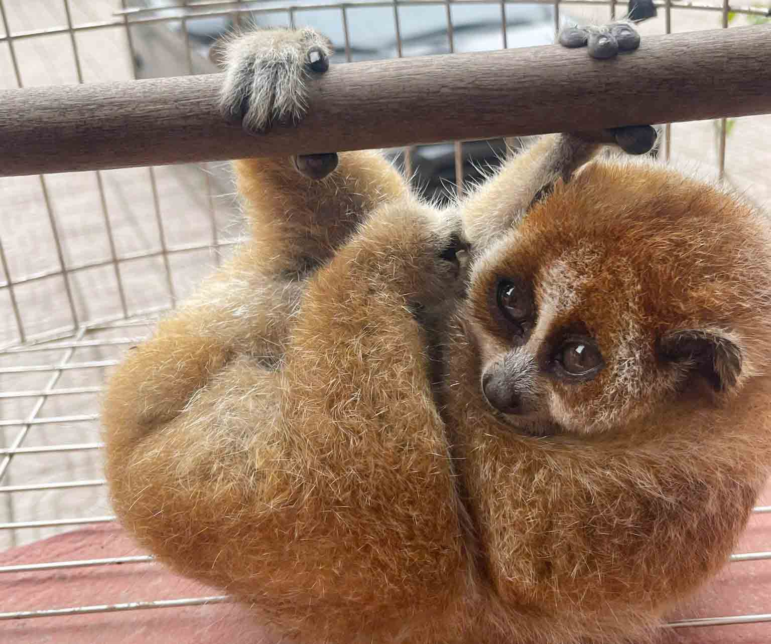 The rare cu li has been handed over to Vu Quang National Park. Photo: Ha Tinh Police.