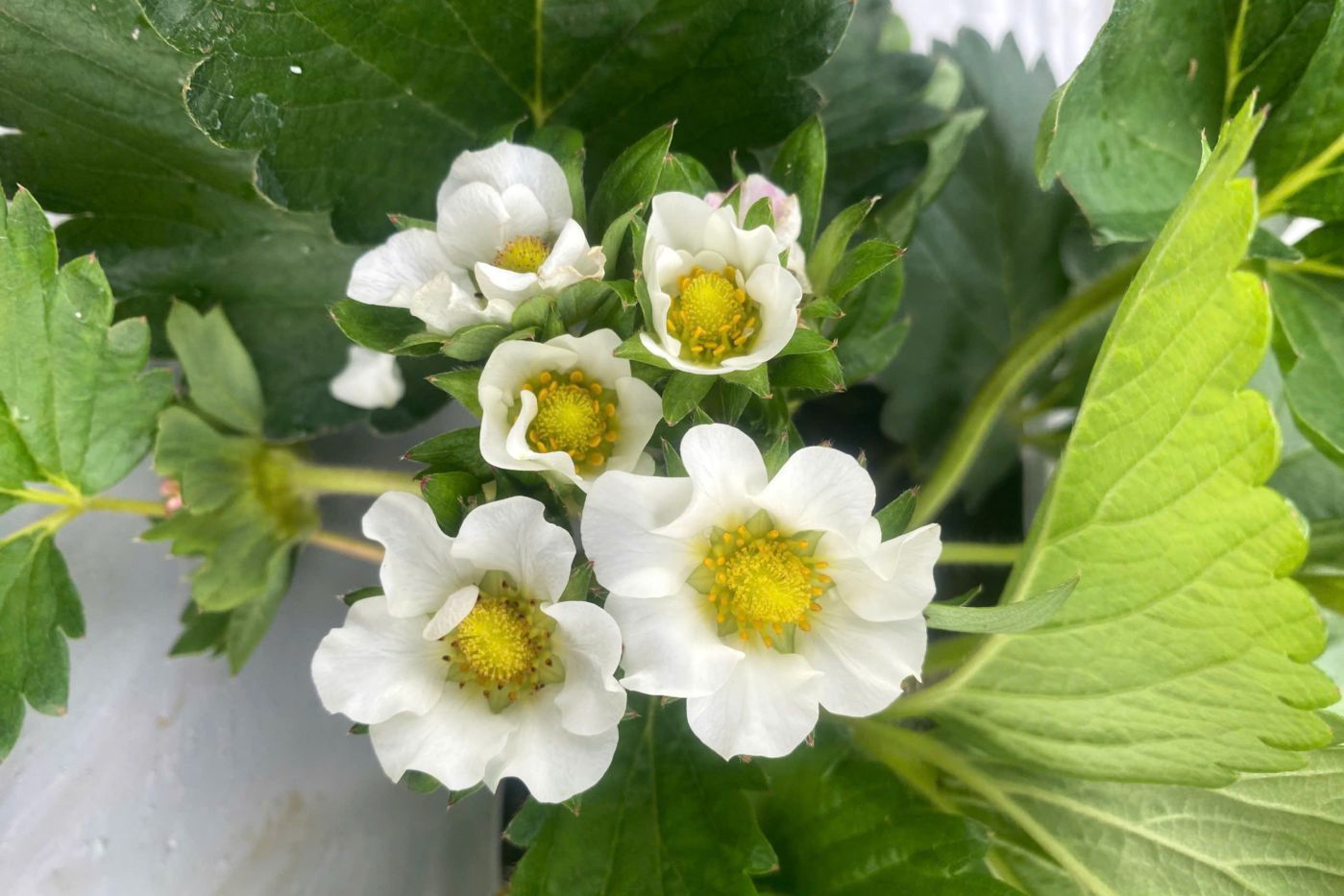 Hoa dâu tây. Ảnh: Trường Sơn