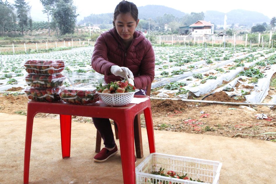 Người dân bản Tân Thảo, xã Mai Sơn thu hoạch dâu tây đầu vụ. Ảnh: Trường Sơn