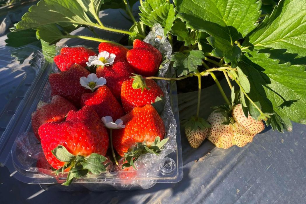 First-season strawberries in Son La. Photo: Truong Son