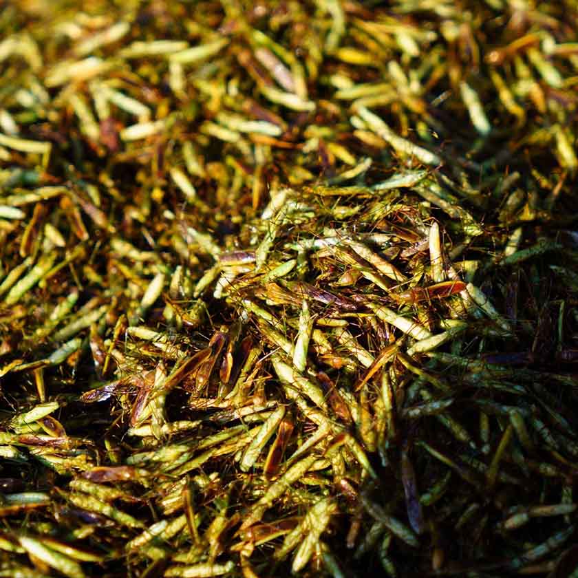 Con bọ xít ở Pù Luông.