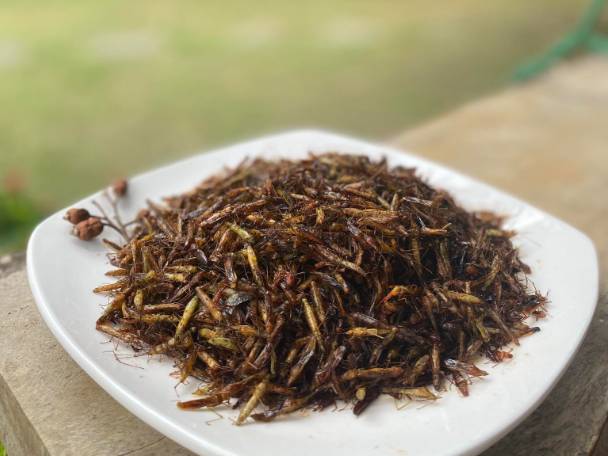 Bọ xít rang giòn.