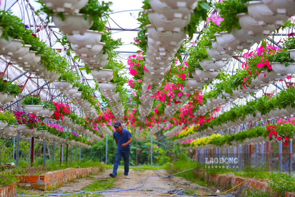 Los jardineros de Da Nang entran en la temporada alta de Tet. Foto: Thanh Huyen