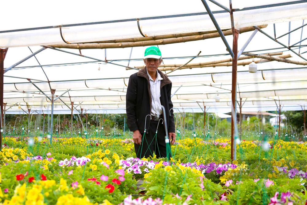 Theo các chủ vườn hoa, giá hoa năm nay bình ổn, không có nhiều biến động. Ảnh: Thanh Huyền