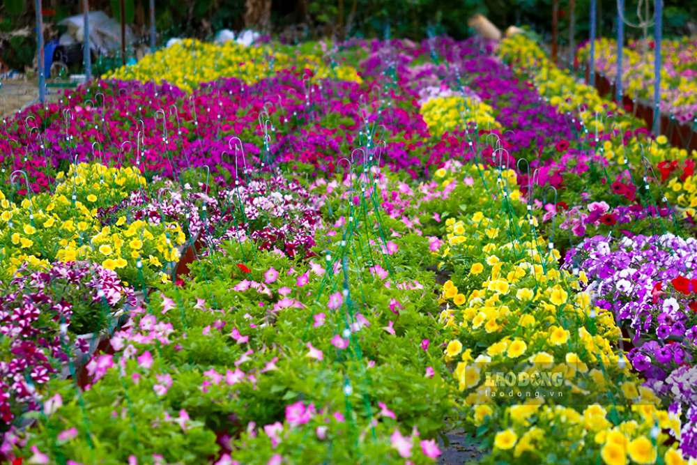Các loại hoa teo chậu nhỏ đã đồng loạt nở rộ khoe sắc, sẵn sàng phục vụ thị trường Tết. Ảnh: Thanh Huyền