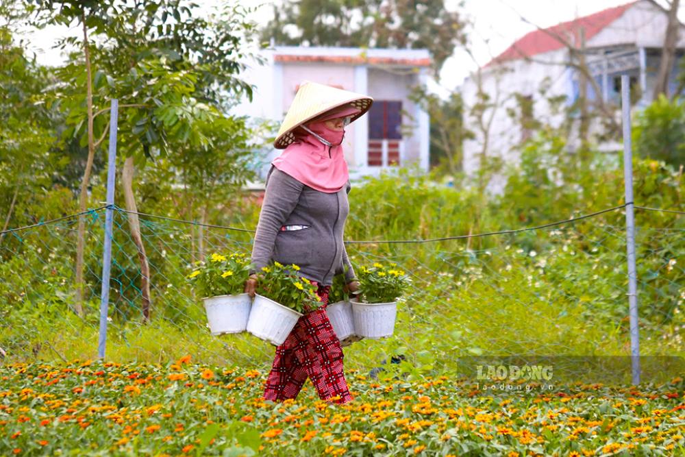 Người dân tất bật chăm sóc hoa đạt chất lượt tốt để đưa ra thị trường. Ảnh: Thanh Huyền