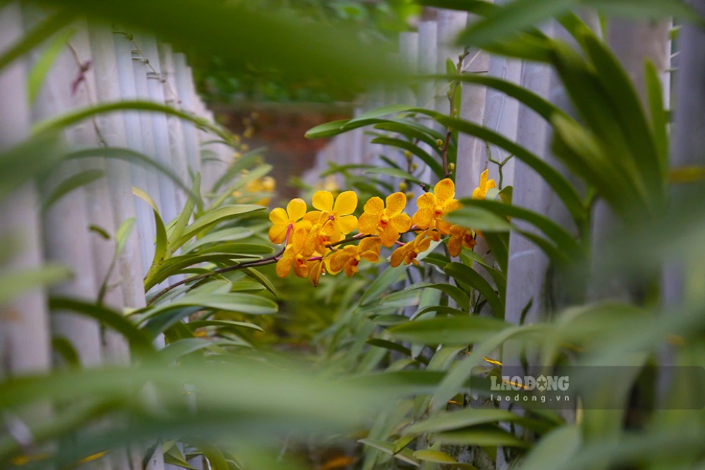 Thời điểm này, các hoa lan các loại cũng đang dần khoe sắc. Ảnh: Thanh Huyền