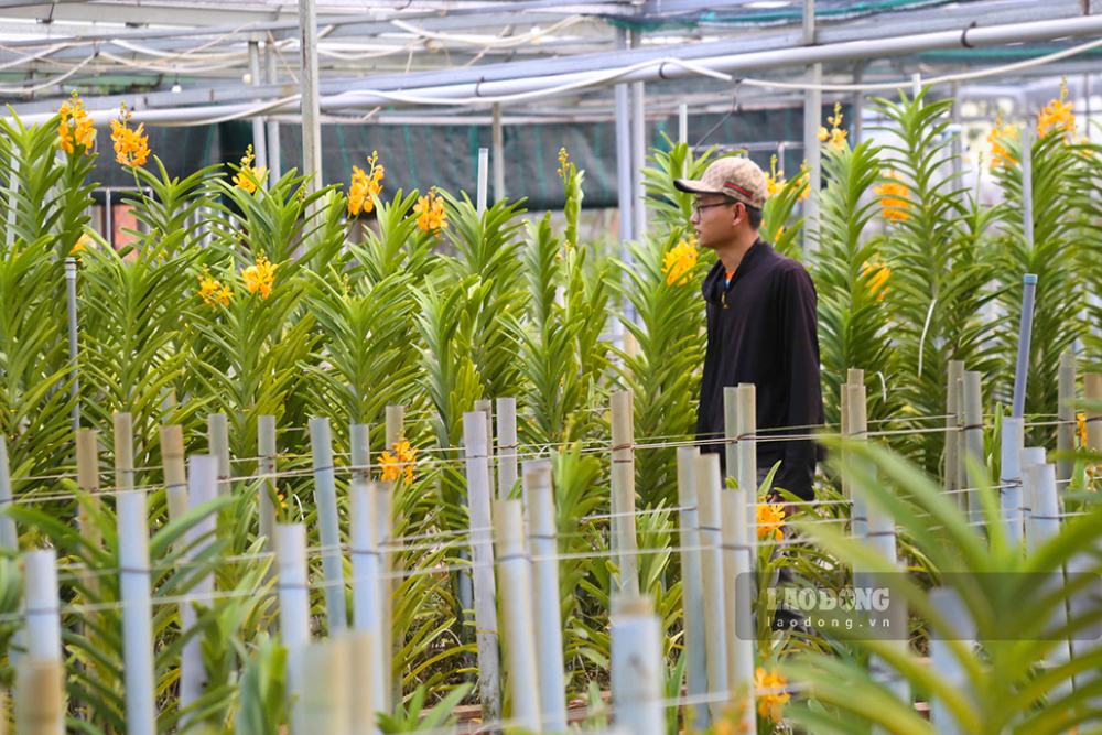 Các chủ vườn hoa lan cũng đã sẵn sàng cung ứng ra thị trường Tết. Ảnh: Thanh Huyền