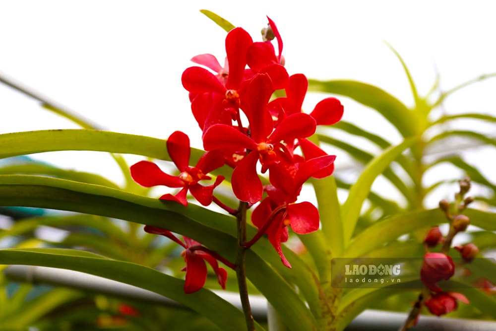 Theo các nhà vườn, lan ngày càng được thị trường ưa chuộng. Ảnh: Thanh Huyền