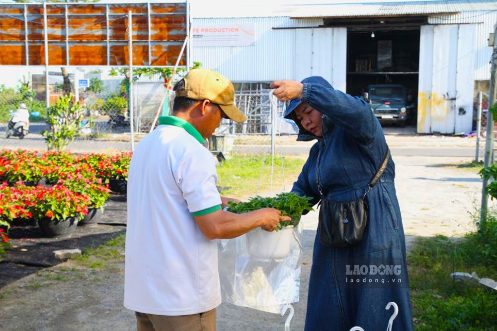 Người dân chọn mua hoa Tết tại các nhà vườn ở TP Đà Nẵng. Ảnh: Thanh Huyền